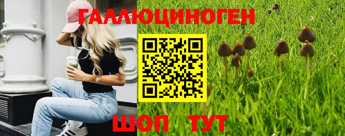 Псилоцибиновые грибы Psilocybe Екатеринбург